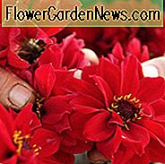 Dalia Bischof von Llandaff, Bischof von Llandaff Dahlia, Dahlien des dunklen Laubs, Dahlien der Pfingstrose, Diverse Dahlien, Dahlienblüten, Dahlienknollen, Dahlienknollen, Dahlien, Dahlien, Sommerzwiebeln