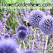 Kugeldistel Veitchs Blau, Echinops Ritro Veitchs Blau, Blaue Stauden, trockentolerante Pflanzen, pflegeleichte Pflanzen, Veitchs blaue Echinops