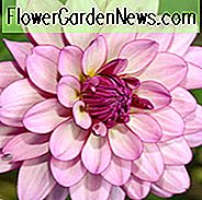 Dahlie 'Lauren Michele', 'Lauren Michele' Dahlie, Seerose Dahlien, Waterlily Dahlien, Flieder Dahlien, Dahlia Knollen, Dahlien, Dahlien, Dahlien, Sommerzwiebeln