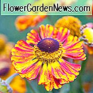 Helenium Feuersiegel, Sneezeed Feuersiegel, Helenium Autumnale, Gewöhnliches Nieskraut Feuersiegel, Falsches Sonnenblumen Feuersiegel, Helens Flower Feuersiegel, Gelbes Helenium