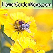 Gemeine Nieswurz Zimbelstern, Falsche Sonnenblume Zimbelstern, Helens Blume Zimbelstern, Gelber Stern Zimbelstern, Spätsommer Staude, Gelber Helenium
