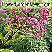 Eupatorium Maculatum, Geflecktes Joe-Pye-Unkraut, Eupatorium Purpureum subsp. Maculatum 'Atropurpureum', Eupatorium Atropurpureum, Eupatorium Fistulosum 'Atropurpureum', Eupatorium Maculatum 'Atropurpureum', Eupatorium purpureum 'Atropurpureum'