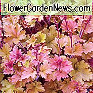 Heuchera 'Marmelade', Coral Bells 'Marmelade', Alum Root 'Marmelade', Coral Flower 'Marmelade', Schatten Pflanzen, immergrüne Pflanzen, Aprikose Heuchera, Karamel Heuchera, Pfirsich Heuchera
