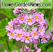 Primula x Bulleesiana, Primel, Kandelaber-Primel, Kandelaber-Primula, Bulle-Primel, Schattenpflanzen, mehrjährige Schatten, Pflanzen für Schatten, Pflanzen für nasse Böden