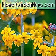 Primula Bulleyana, Primel, Kandelaber-Primel, Kandelaber-Primel, Bulley-Primel, Schattenpflanzen, mehrjährige Schatten, Pflanzen für Schatten, Pflanzen für nasse Böden