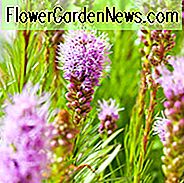 Liatris spicata, Informationen zu Button Snakeroot, Informationen zu Densen Blazing Star, Informationen zu Kansas Gayfeather, Informationen zu Spike Gayfeather