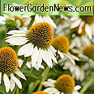 Echinacea Purpurea 'WeiĂer Schwan', Sonnenhut 'WeiĂer Schwan', Echinacea 'WeiĂer Schwan', WeiĂer Sonnenhut, WeiĂe Echinacea, Echinacea Purpurea