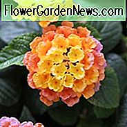 Lantana Little Lucky Pfirsich Glow, Lantana camara, mediterrane Pflanzen, mediterrane Sträucher, Lachsblüten, zweifarbige Blüten