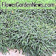 Dymondia margaretae, Silver Carpet, trockentoleranter Bodendecker, Bodendecker, Groundcover, mehrjährige Bodendecker
