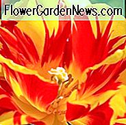 Tulpe Monsella, Tulpe 'Monsella', Tulpe 'Monsella', Doppelte frühe Tulpe, Doppelte frühe Tulpe 'Monsella', Doppelte frühe Tulpen, Frühlingszwiebeln, Frühlingsblumen, Mittlere Frühlingsblumen, Gelbe Tulpe, Rote Tulpe, Zweifarbige Tulpe