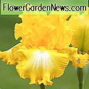 Iris 'Das ist alles Volk', hohe Schwertlilie 'Das ist alles Volk', Iris Germanica 'Das ist alles Volk', Iris der Mittagszeit, gelbe Iris, Preis Iris, Bicolor Schwertlilien, Dykes Medaille