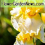 Iris 'Fransen von Gold', hohe Schwertlilie 'Fransen von Gold', Iris Germanica 'Fransen von Gold', Spätblüten, weiße Schwertlilien, gelbe Schwertlilien, zweifarbige Schwertlilien