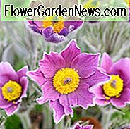Pulsatilla Vulgaris, Küchenschelle, Küchenschelle, Wiesenanemone, Aprilscherze, Dachse, Blue Money, Blue Tulip, Trockenfutter tolerant Stauden, Purple mehrjährige Blumen, immergrüne Staude, wartungsarme mehrjährige, mehrjährige g
