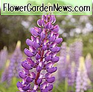 Lupinus 'Purple Swirl', Lupine 'Purple Swirl', Lupine 'Purple Swirl', Band der Noble Series, Russel Hybriden, Bicolor Blumen, Purple Flowers, Mauve Flowers, Violet Flowers