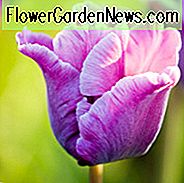 Tulipa Blue Parrot, Tulpe 'Blue Parrot', Papagei Tulip 'Blue Parrot', Papagei Tulpen, Frühlingszwiebeln, Frühlingsblumen, Tulipe Blue Parrot, lila Tulpe, Tulipe Perroquet