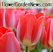 Tulipa 'Großer Häuptling', Tulpe