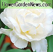 Tulipa 'Mount Tacoma', Tulpe 'Mount Tacoma', Doppelte Spät Tulpe 'Mount Tacoma', Doppelte Späte Tulpen, Frühlingszwiebeln, Frühlingsblumen, Elfenbein Tulpe, Cremige Tulpe, Weiße Tulpe