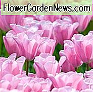 Tulpe 'Herrin', Triumph Tulpe 'Herrin', Triumph Tulpen, Frühlingszwiebeln, Frühlingsblumen, Tulipa 'Herrin', rosa Tulpen, Tulipes Triomphe, Mid-Frühling Tulpen
