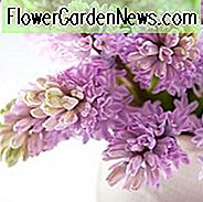 Hyacinthus Orientalis 'Splendid Cornelia', Hyazinthe 'Splendid Cornelia', Holländische Hyazinthe, Hyacinthus Orientalis, Hyazinthe, Frühlingszwiebeln, Frühlingsblumen, lila Hyazinthe, Frühjahrsblüher, Springblüher, Splendid Cornelia