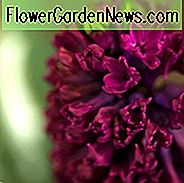 Hyacinthus Orientalis 'Woodstock', Hyazinthe 'Woodstock', Holländische Hyazinthe, Hyacinthus Orientalis, Hyazinthe, Frühlingszwiebeln, Frühlingsblumen, lila Hyazinthe, Hyazinthe, Frühblüher, Mittelblüher, Woodstock