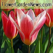 Kaufmanniana Tulip, Tulipa Herz Delight, Tulip Herz Freude, Kaufmanniana Tulip Herz Freude, Waterlily Tulip Herz Freude, Kaufmanniana Tulpen, Frühlingszwiebeln, Frühlingsblumen, Tulipe Herz Delight, Pink Tulip, Bicolor Tulip