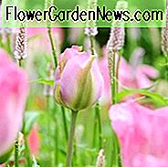 Tulipa 'Groenland', Tulpe 'Groenland', Tulpe 'Grönland', Viridiflora 'Groenland', Tulipa 'Grönland', Viridiflora Tulpen, Frühlingszwiebeln, Frühlingsblumen, rosa Tulpen