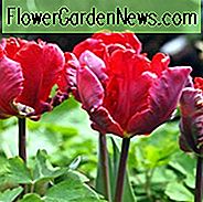 Tulipa Rokoko, Tulpe 'Rokoko', Papagei Tulpe 'Rokoko', Papageientulpen, Frühlingszwiebeln, Frühlingsblumen, Tulipe Rokoko, Papagei Tulpe, Rote Tulpe, Tulpe Perroquet