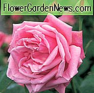 Rose 'Mme Caroline Testout', 'Caroline Testout', Rose 'Mme Caroline Testout', Kletterrose 'Mme Caroline Testout', Kletterrosen, Hybrid Tea Roses, Rosa Rosen, duftende Rosen, Strauchrosen, Rosensträucher, Gartenrosen