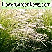Stipa Tenuissima, Mexikanisches Federgras, Nassella Tenuissima, Texas-Nadelgras, Nassella Tenuissima, Nassella Tenuissima 'Ponyschwänze', Stipa Tenuifolia, Stipa tenuissima 'Ponyschwänze'