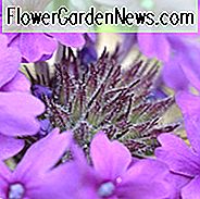 Gehöft Purple Verbena, Verbena canadensis Gehöft Purple, Schleppende Verbena Gehöft Purple, lila Eisenkraut, Dürre tolerante Pflanzen, Hitze tolerant Pflanzen