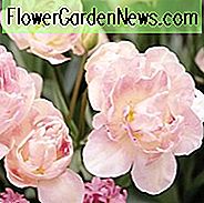 Tulipa 'Angelique', Tulpe 'Angelique', Doppelte Späte Tulpe 'Angelique', Doppelte Späte Tulpen, Frühlingszwiebeln, Frühlingsblumen, Rosa Tulpe, Doppelte Späte Tulpe