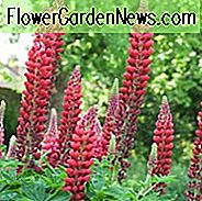 Lupinus 'My Castle', Lupine 'My Castle', Lupine 'My Castle', Band der Noble Series, Russel Hybriden, Bicolor Blumen, Rote Blumen