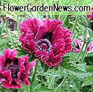 Papaver Orientale 'Harlem', orientalische Mohnblume 'Harlem', rosa Mohn, rosa Blume, rosa Papaver, rosa Orientale Poppy