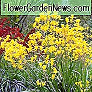 Anigozanthos flavidus, Känguru-Pfote, trockene tolerante Blumen, orange Blumen, rote Blumen, gelbe Blumen, rosafarbene Blumen