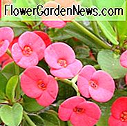 Euphorbia milii, Dornenkrone, Christuspflanze, Christusdorn, Rote Blüten, Trockenheitstolerante ausdauernde, hirtresistente mehrjährige, kaninchenbeständige Staude