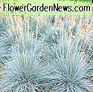Festuca Glauca 'Elijah Blau', Blau Schwingel 'Elijah Blau', Festuca Ovina Glauca 'Elijah Blau', Festuca Ovina Glauca 'Elija-Blau', Blau Schwingel, Trockenheit tolerant Gras, Trockenheit tolerant Staude