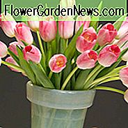 Tulip 'Dynasty', Triumph Tulip 'Dynasty', Triumph Tulips, Spring Bulbs, Spring Flowers, Tulipa 'Dynasty', Roze Tulpen, Tulipes Triomphe, Mid spring tulpen