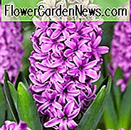 Hyacinthus Orientalis 'Miss Saigon', Hyacinth 'Miss Saigon', Dutch Hyacinth, Hyacinthus Orientalis, Common Hyacinth, Spring Bulbs, Spring Flowers, paarse hyacint, paarse bloem