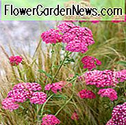 Achillea Millefolium 'Cerise Königin', Achillea 'Cerise Königin', 'Cerise Queen' Schafgarbe, Schafgarbe, Schafgarbe, Zimmerkraut, Achillea Millefolium, Schafgarbe, Schafgarbe, Sommer Staude, trockenheitsresistente Staude, rote Blüten, rosa Blüten