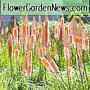 Eremurus x Isabellinus 'Kleopatra', Eremurus Isabellinus 'Kleopatra', Fuchsschwanzlilie 'Cleopatra', Wüstenkerze 'Kleopatra', Riesenwüstenkerze 'Kleopatra', Orangenblüten
