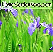Iris Laevigata, Wasser Iris, Kaninchenohr Iris, japanische Iris, glatte Iris, Iris für Teiche, mehrjährige für feuchte Böden, mehrjährige für schlecht durchlässige Böden, lila Blüten