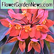 Euphorbia griffithii 'Fireglow', Euphorbia 'Fireglow', Wolfsmilch 'Fireglow', Rote Blüten, Orangefarbene Blüten,