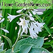 Hosta sieboldiana var. Elegans, Giant Blue Hosta, Hosta Glauca, Hosta 'Blauer Engel', Hosta sieboldiana 'Elegans', Schattenstauden, Schattenpflanzen
