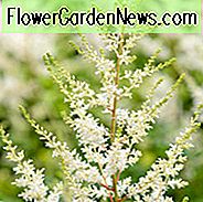 Astilbe x Arendsii 'Diamant', Astilbe 'Diamant', Falsche Spirea 'Diamant', Falscher Ziegenbart 'Diamant', Astilbe 'Diamant', Falsche Spirea 'Diamant', Falscher Ziegenbart 'Diamant', Weißer Astilbe
