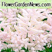 Astilbe 'Europa', Astilbe Japonica 'Europa', Falsche Spirea 'Europa', Falscher Ziegenbart 'Europa', rosa Astilbes, rosa Blüten, Blüten als Schatten