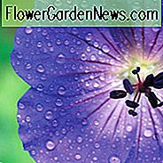 Geranium Rozanne, Hardy Geranium Rozanne, Kranich Bill Rozanne, Preis Geranie, AGM Geranie, Beste Geranien, Beste Bodendecker, Blaue Geranie, Violette Geranie