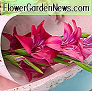 Schwertlilie Robinetta, Gladioli Robinetta, Gladiolus nanus Robinetta, Zwerggladiole Robinetta, Zwergfroh, glaieul Robinetta, Miniaturgladiole