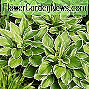 Hosta Crispula, Krauses Lilie, Krause Hosta, Hosta 'Sazanami', Hosta 'Marginata Alba', bunte Hosta, Schattenpflanze, Schatten mehrjährig