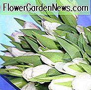 Tulipa White Dream, Tulpe 'White Dream', Triumph Tulpe 'White Dream', Triumph Tulips, Frühlingszwiebeln, Frühlingsblumen, Tulipe White Dream, Weiße Tulpen, Tulipes Triomphe, Mittlere Spätfrühlingstulpen