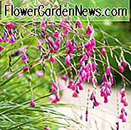Dierama pulcherrimum, ก้านตกปลาของแองเจิล, ไม้กายสิทธิ์ Fairy, ไม้ดอกดาวเรือง, ดอกไม้สีชมพู, ดอกไม้สีม่วง